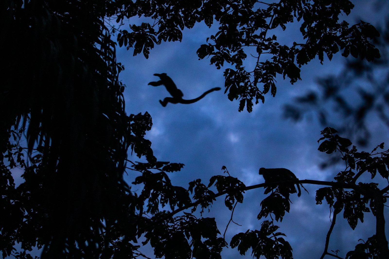 Squirrel monkeys leap to one of their regular sleeping trees in Parque Nacional del Manú, Manu National Park. Highly social, very vocal and very tiny, squirrel monkeys in groups of 30-40 scour the canopy all day for food before returning to safe have