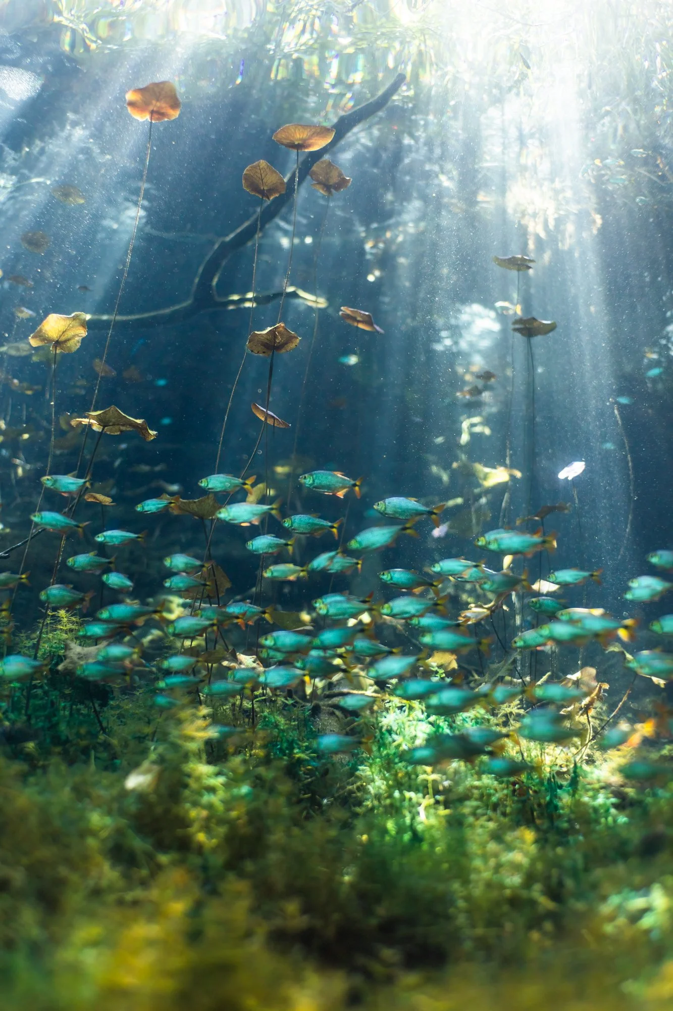 Cenotes red selects-69.jpg