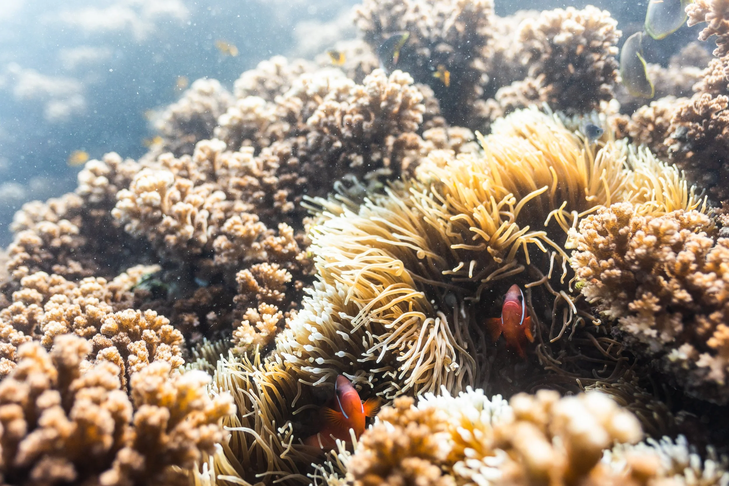 Fiji high-res-469.jpg