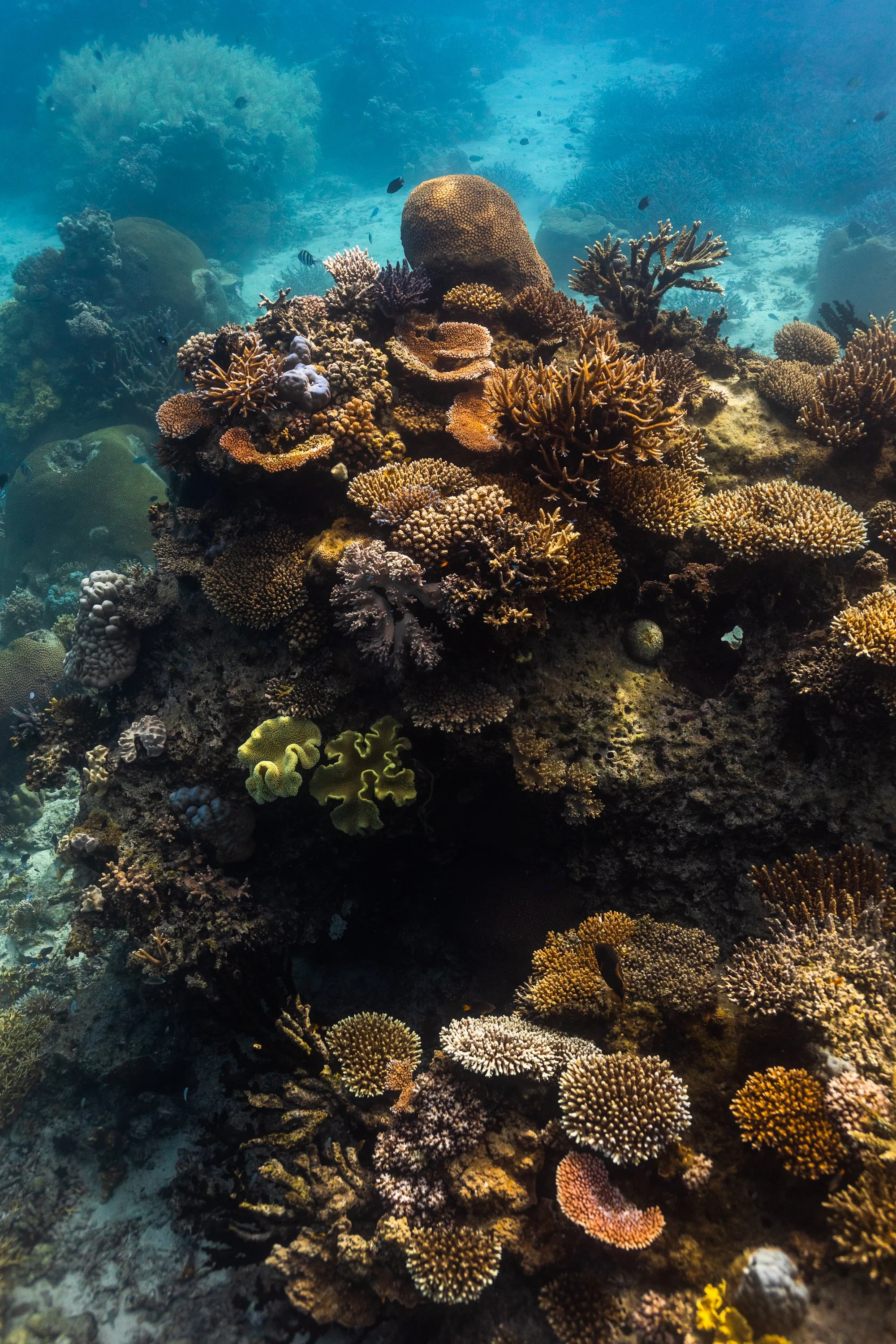 Fiji high-res-250.jpg