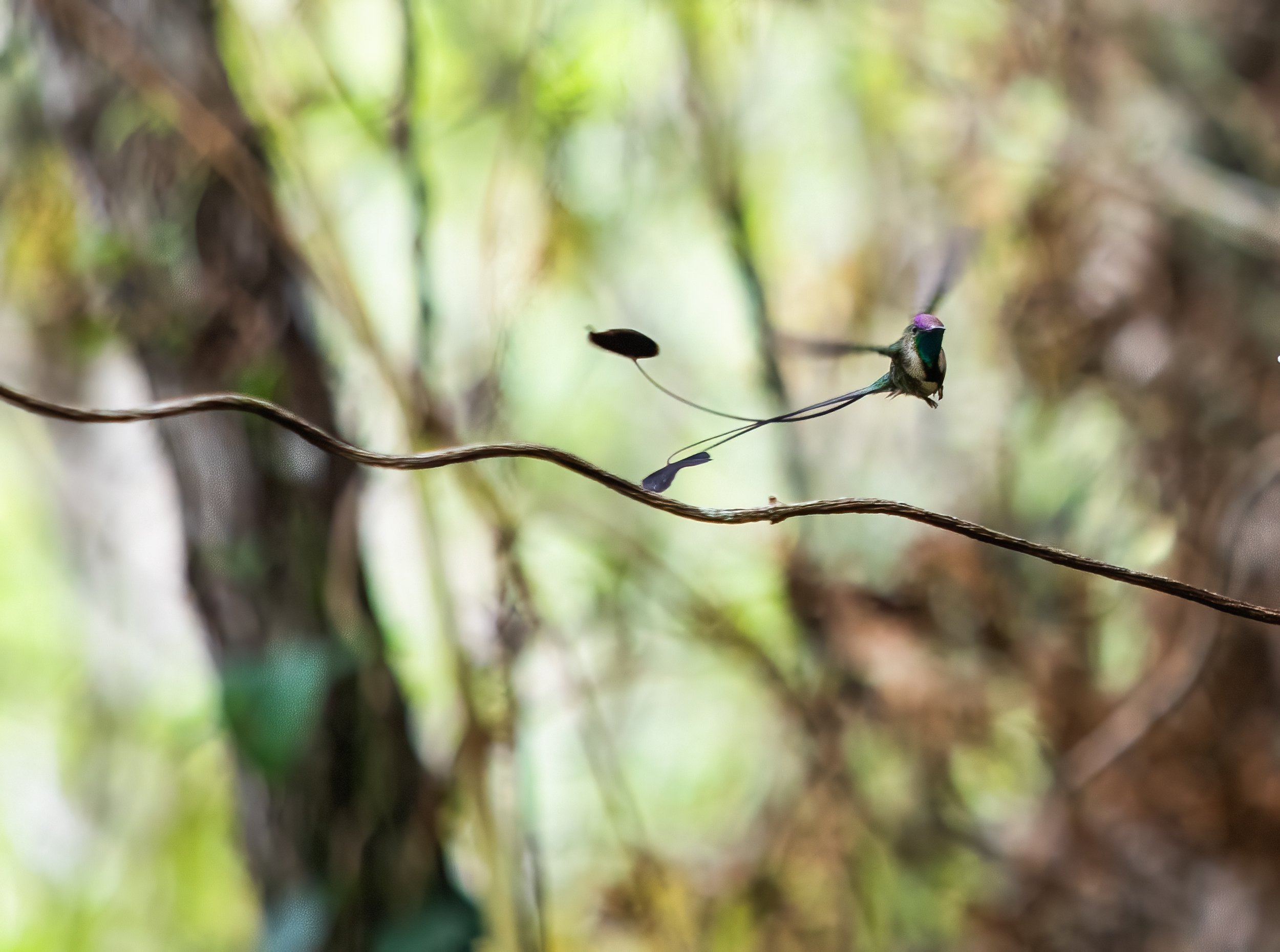 Spatuletail 2000 test-17-2.jpg