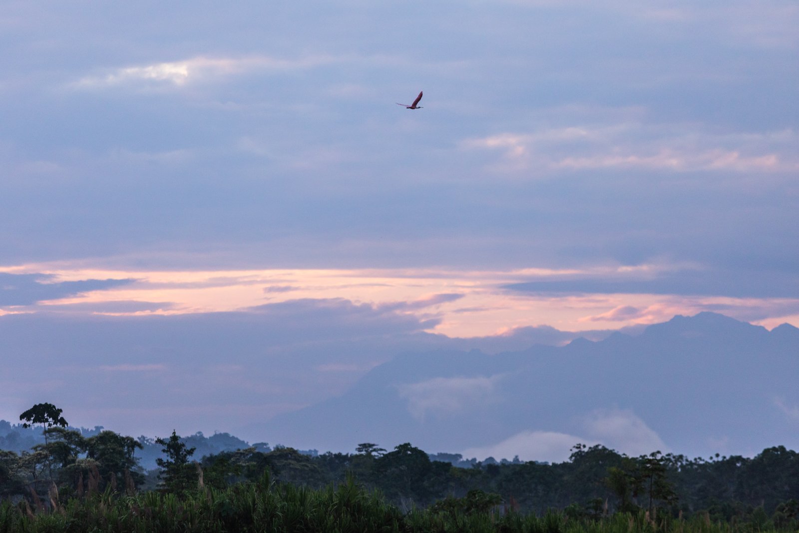 Roseate Spoonbill