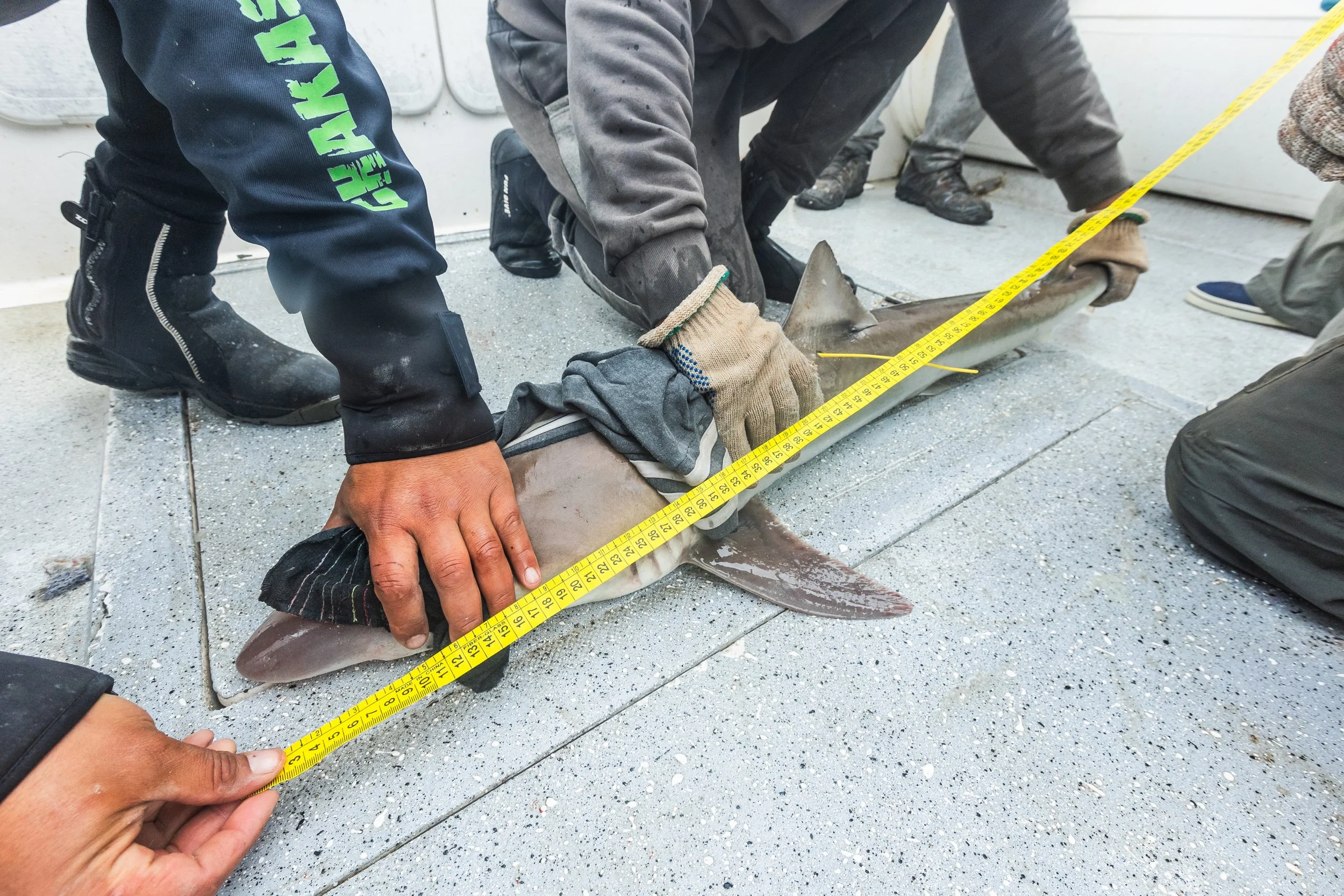 WCS San Blas Sharks-91.jpg