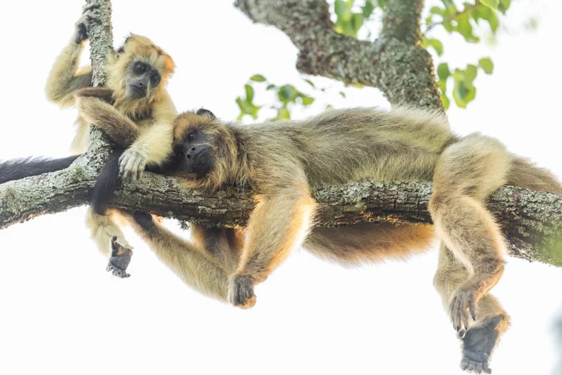 argentina ibera-14.jpg