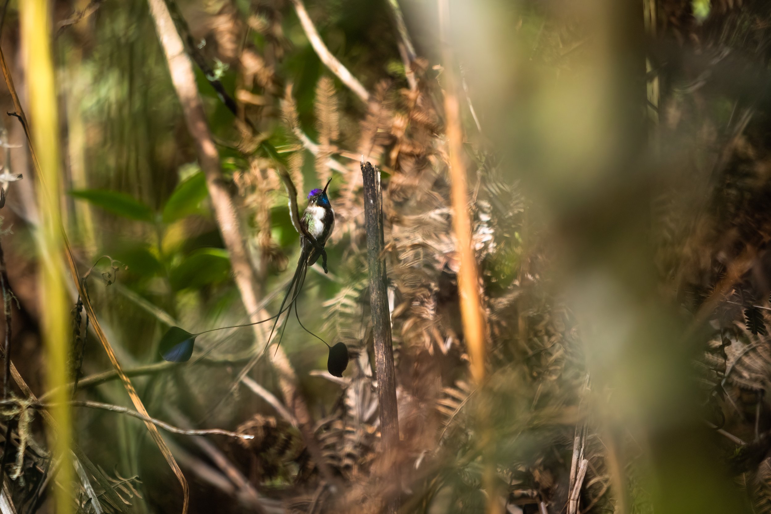 Spatuletail 2000 test-25.jpg