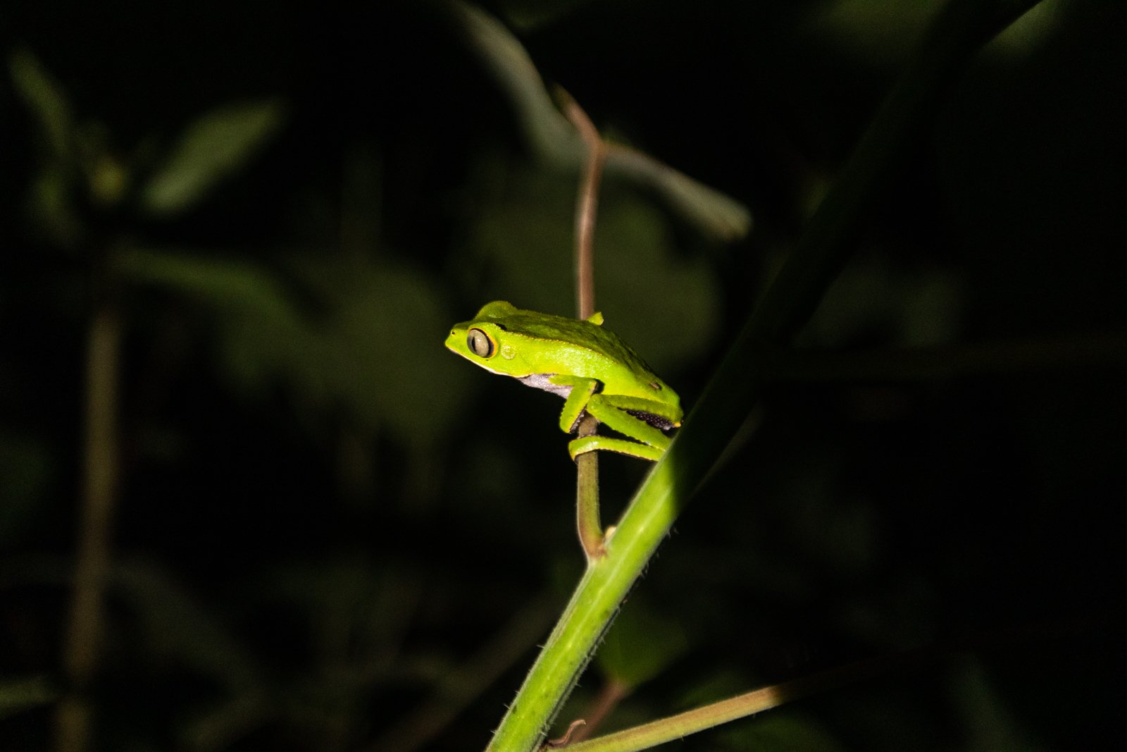 A White-Lined Leaf frog, Parque Nacional del Manú, Peru.