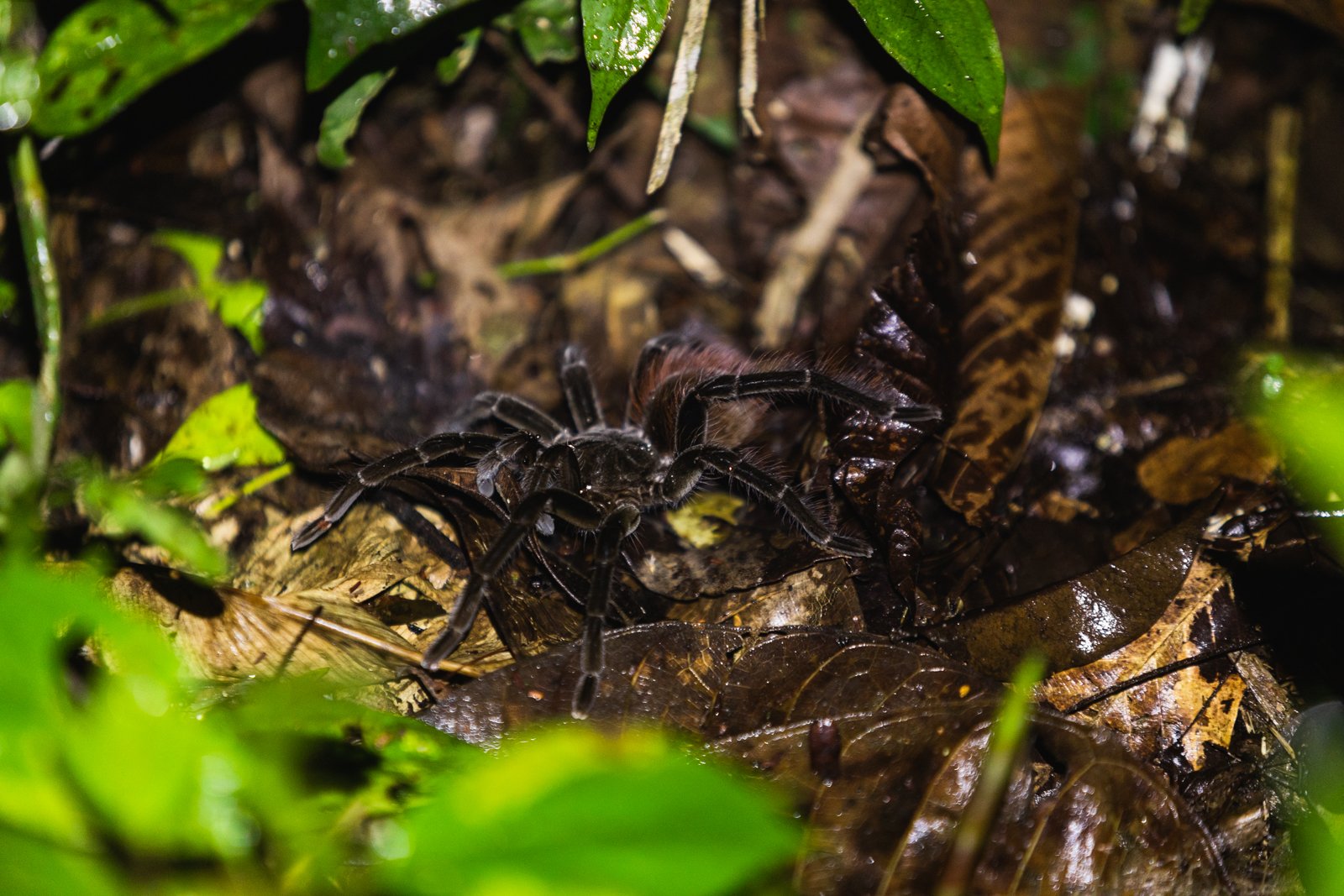 Tarantulas can live up to 30 years, and the species of the Amazon are the largest in the world, with some measuring 13 inches across.