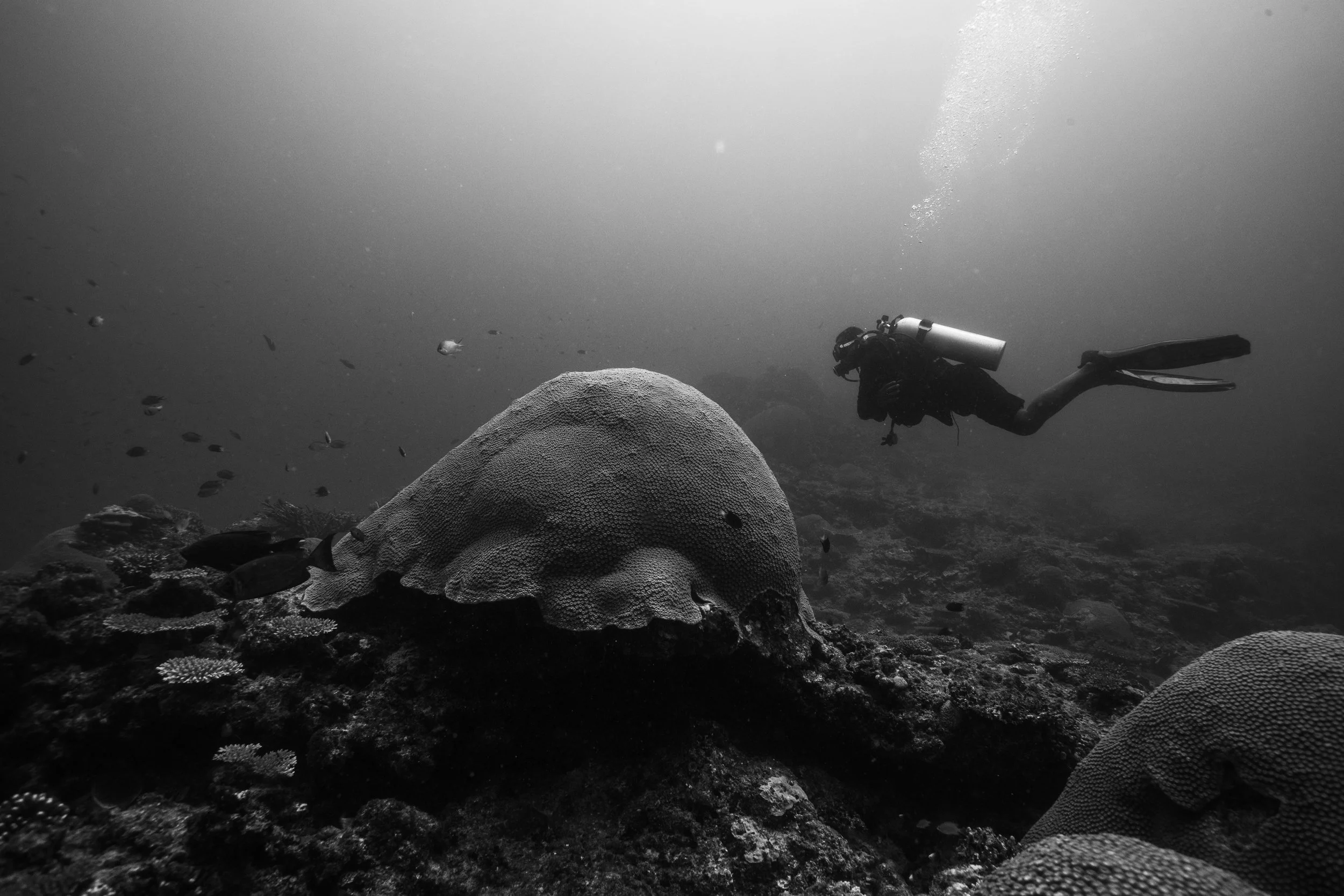 Fiji high-res-16.jpg