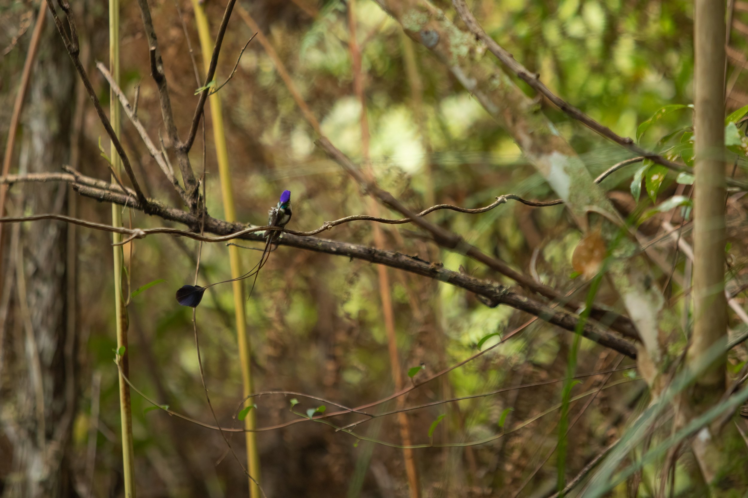 Spatuletail 2000 test-16-2.jpg