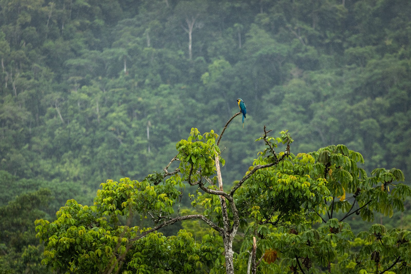 A blue and yellow macaw rests during a light rain. Blue and yellow macaws are often sought for the illegal exotic pet trade. Taken from nests as chicks, they can be smuggled throughout the world, known for their exotic colors and plumage.