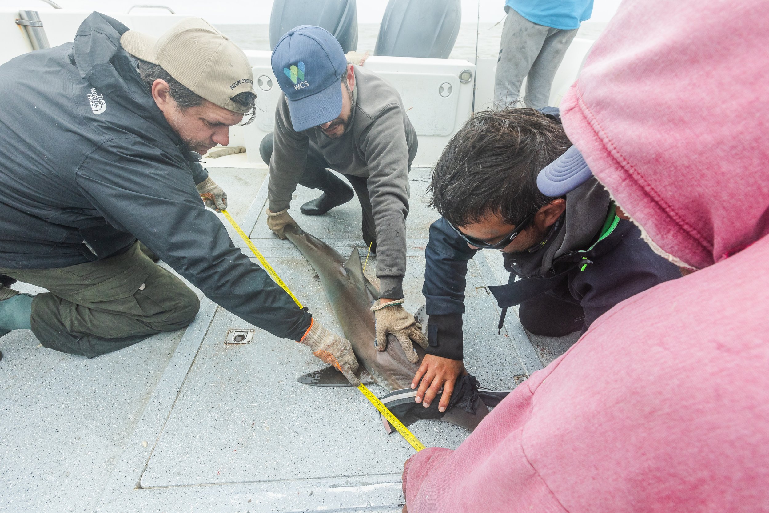 WCS San Blas Sharks-122.jpg