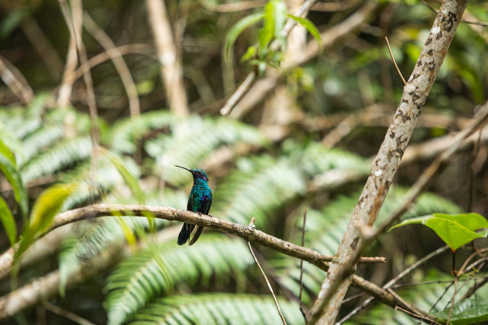 Sparkling Violetear