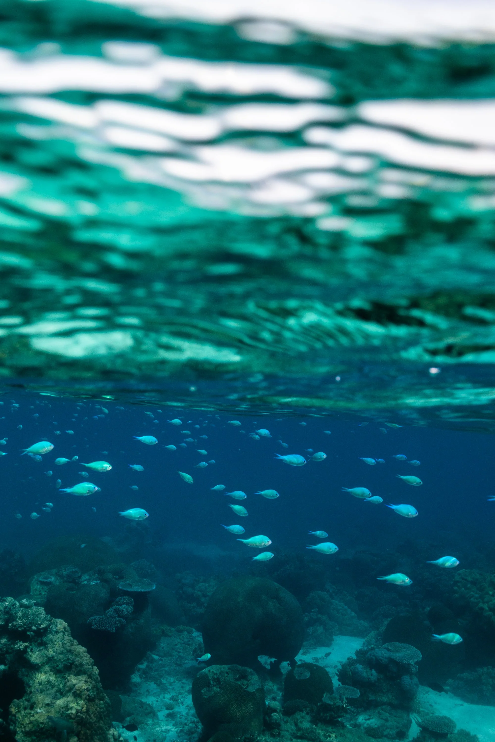 Fiji high-res-216.jpg