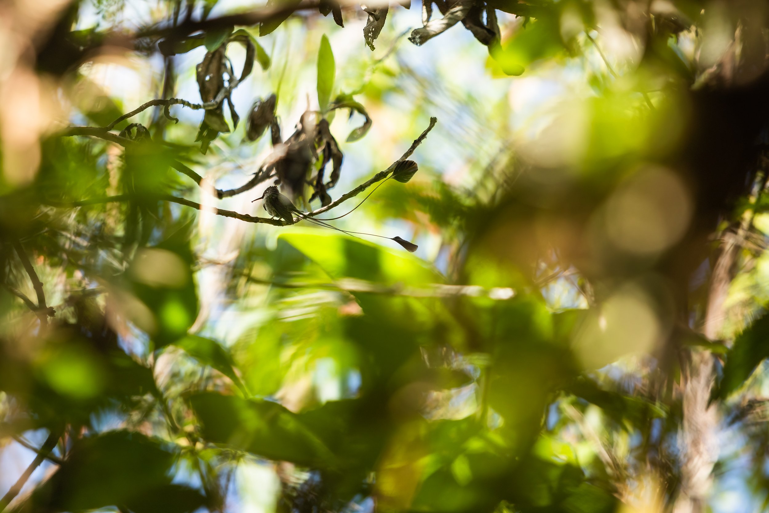 Spatuletail 2000 test-7.jpg