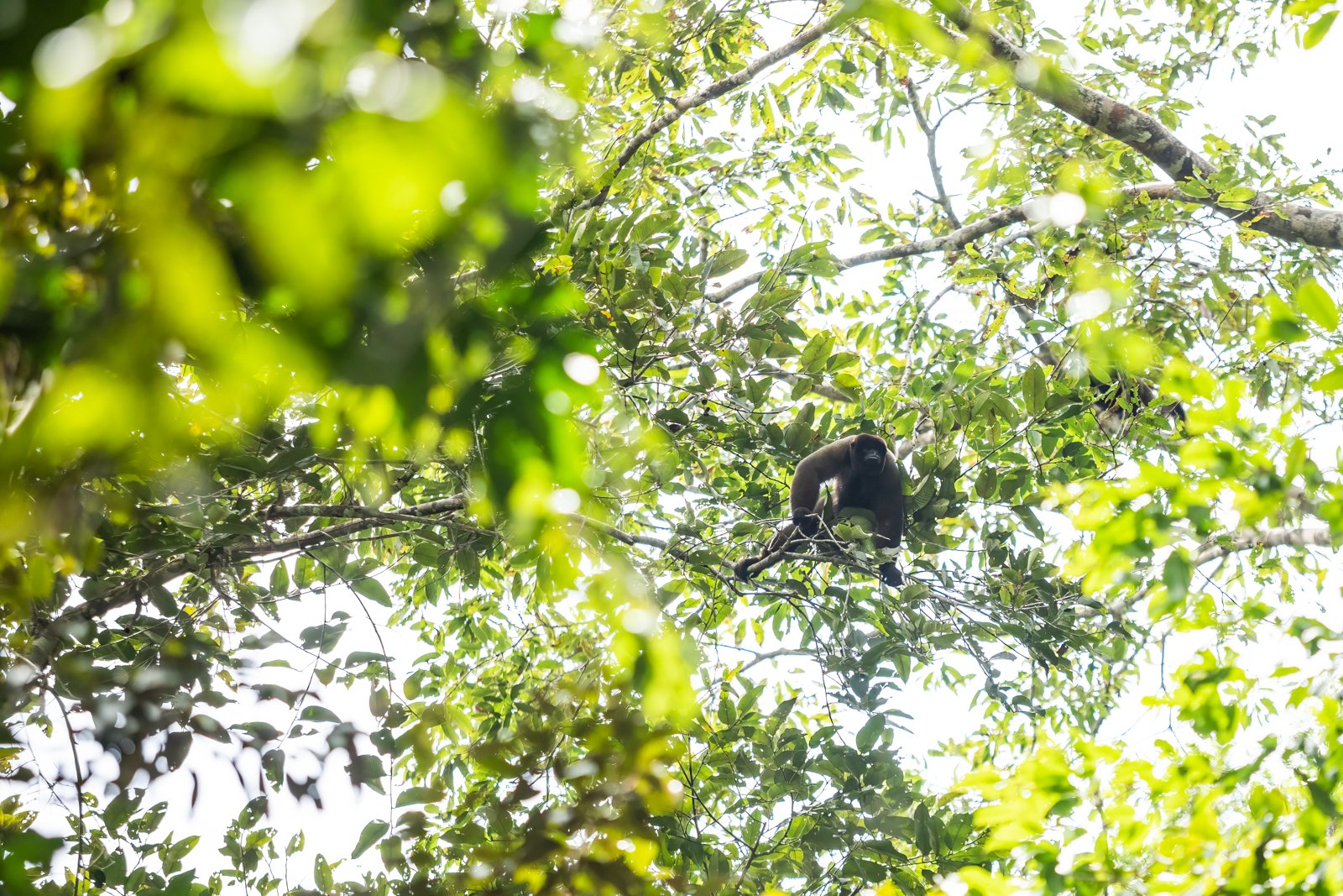 Brown Woolly Monkeys live throughout the upper Amazon Basin in highly social groups that can be as large as 70 individuals. Through their foraging, feeding and droppings they are a key part of the ecosystem, dispersing tens of thousands of seeds ever