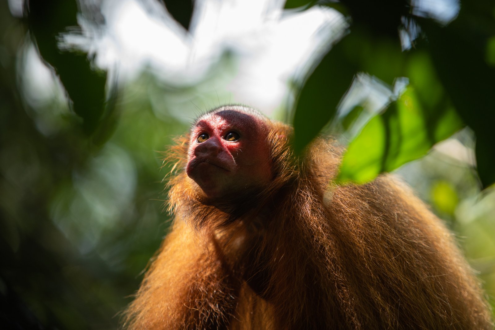 Of the 15 recognized species of primates in the Amazon, the Bald Uakari Monkey is among the most threatened. It has declined 30% over the last 30 years with hunting and the loss of its specific Amazon flooded forest zone habitat being the main factor