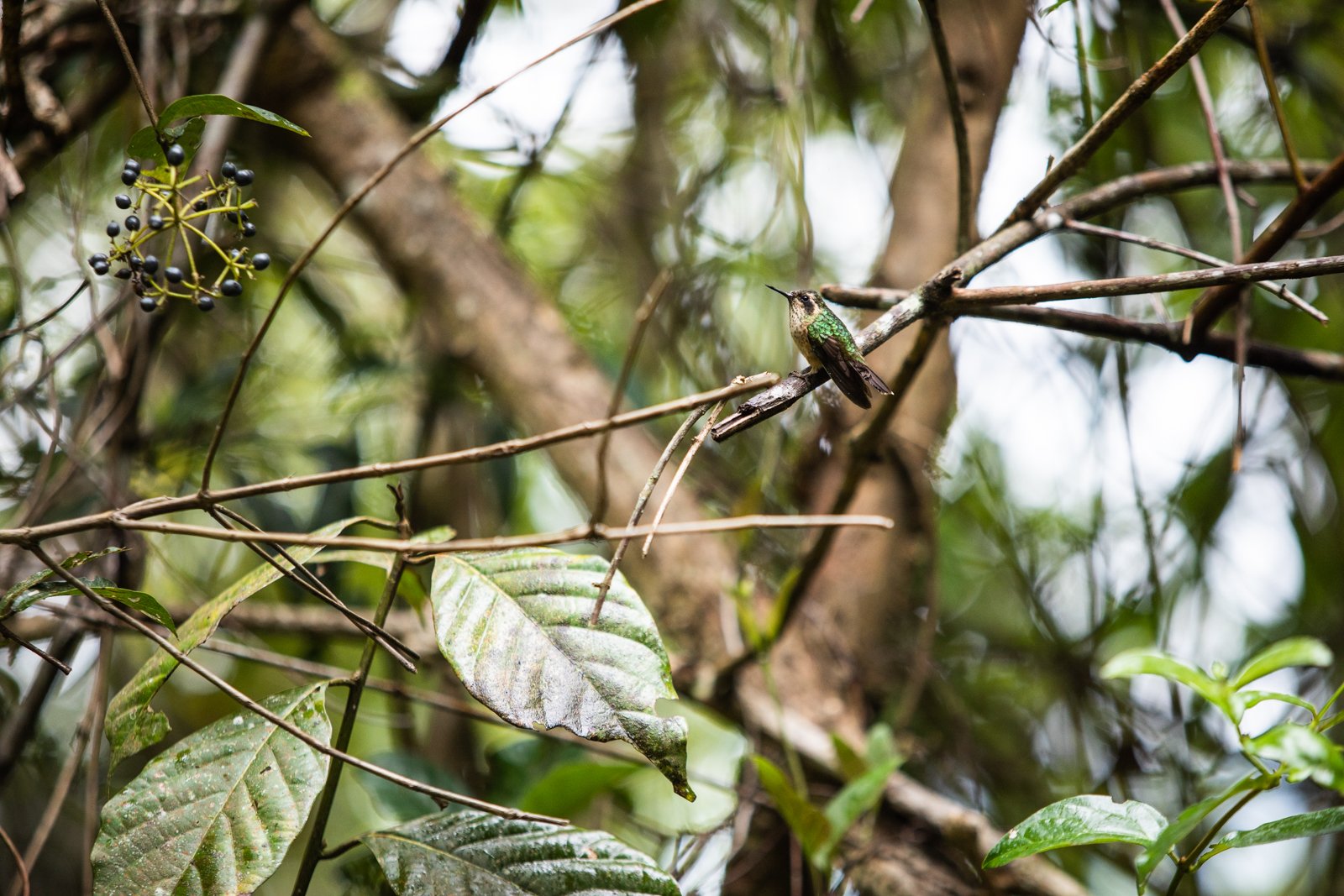 Speckled Hummingbird