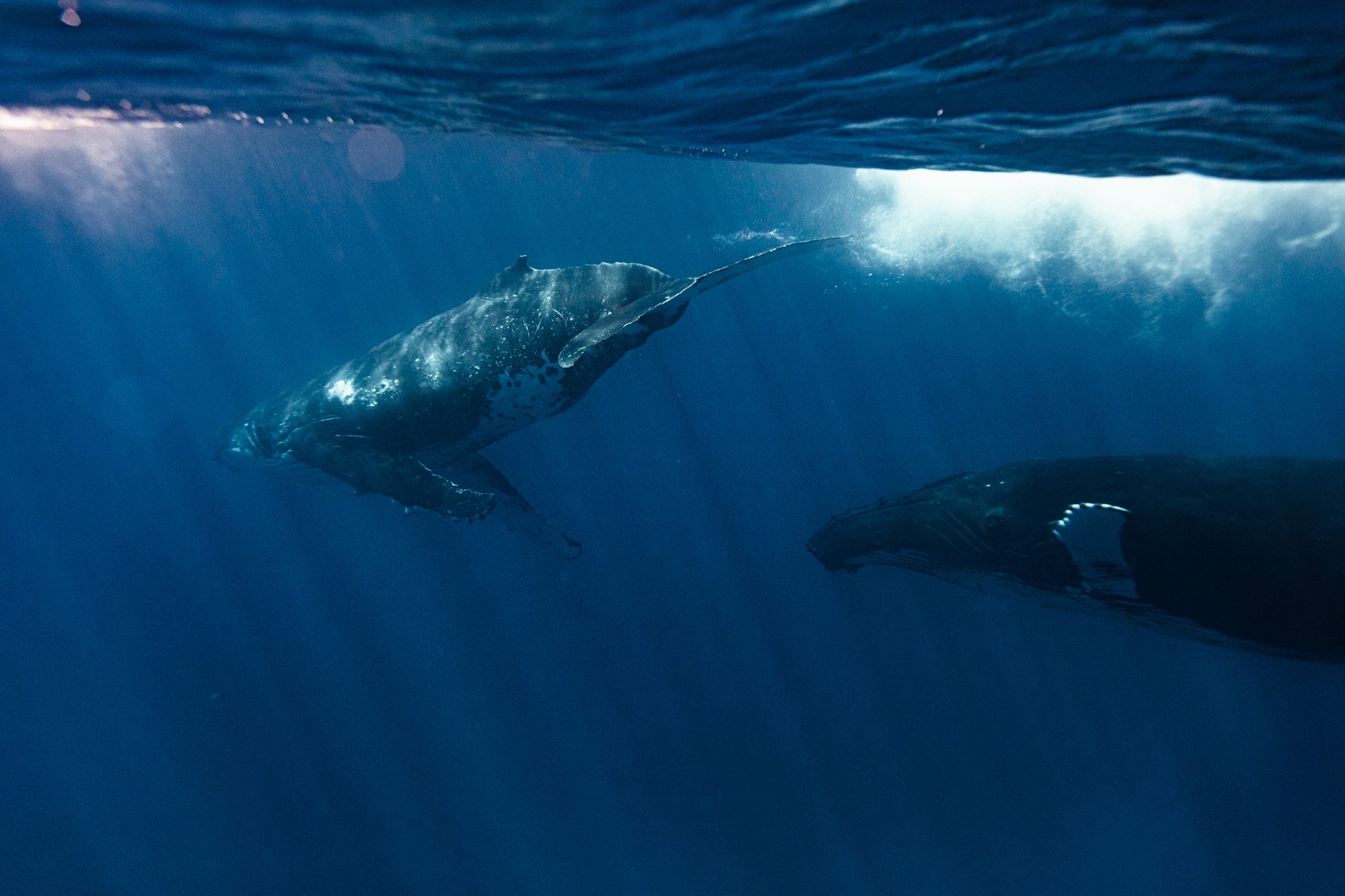 whales project-7.jpg