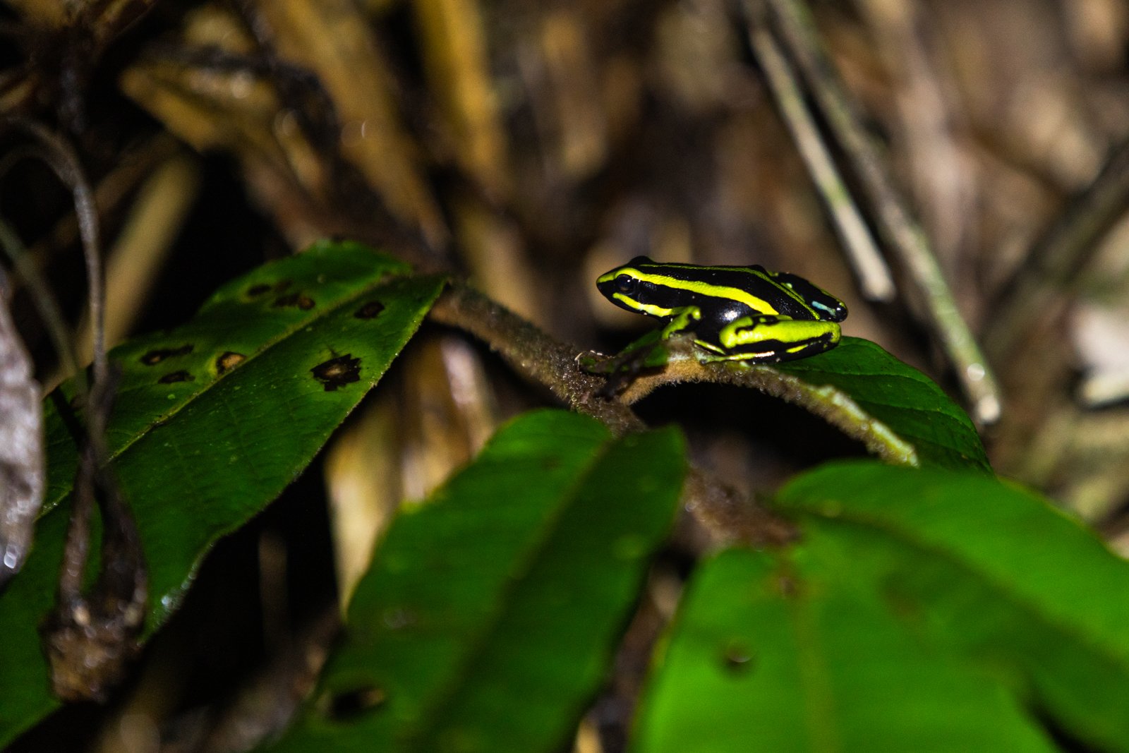 While some species camouflage, others skip straight to warnings, or Aposemitism; the advertising by an animal to potential predators that it is not worth attacking or eating. The infamous bright colors of the poison dart frog stand out against deep g