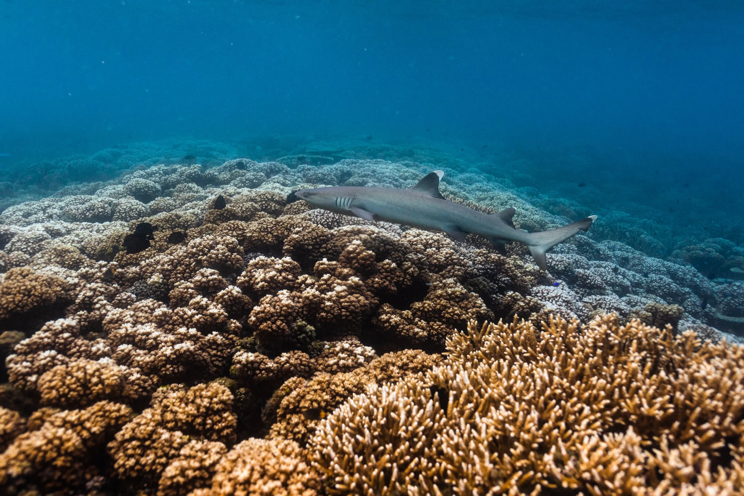 Fiji high-res-485.jpg