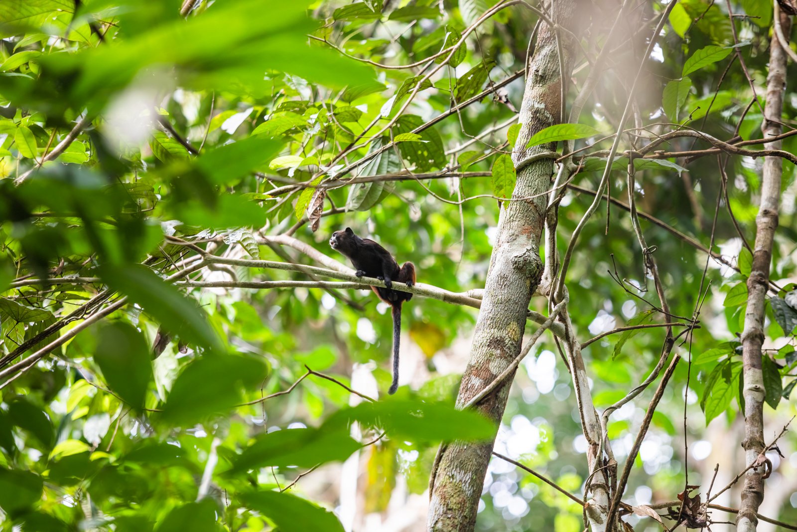 Boci Leche, or in English; milk mouth. Actually a Brown-Mantled Tamarin, these highly social small primates are about the size of a cat and live in arboreal forests throughout the Colombian Amazon. Their white mustached mouths give them their name. L