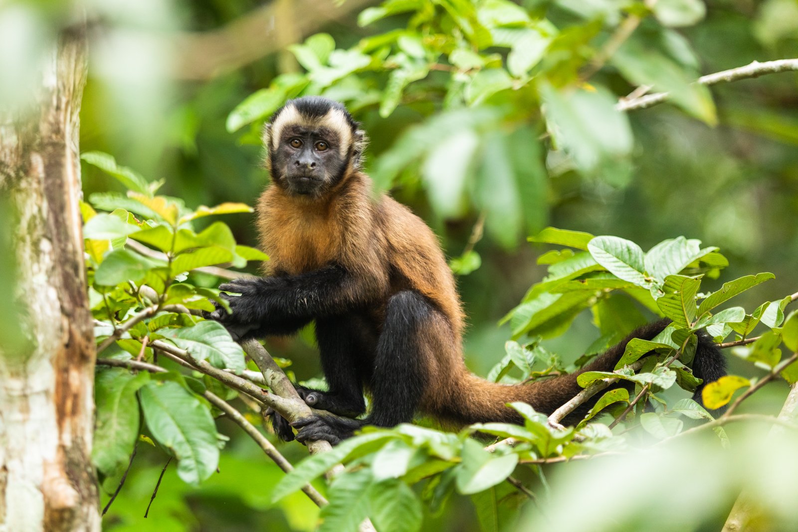 Capuchin monkeys are widespread throughout the Amazon and their range even extends from Colombia to northern Argentina. Their moniker derived from 15th century Portuguese explorers arriving in the New World saw these small monkeys and noted their res