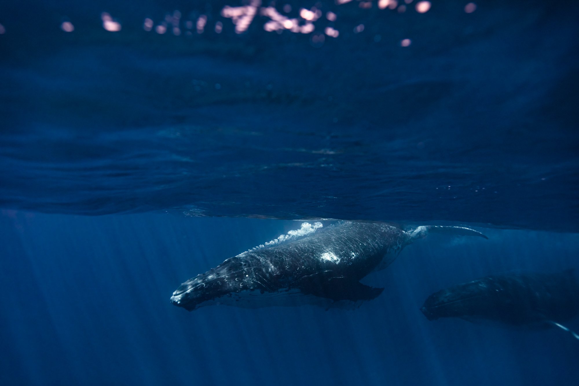 whales project-5.jpg