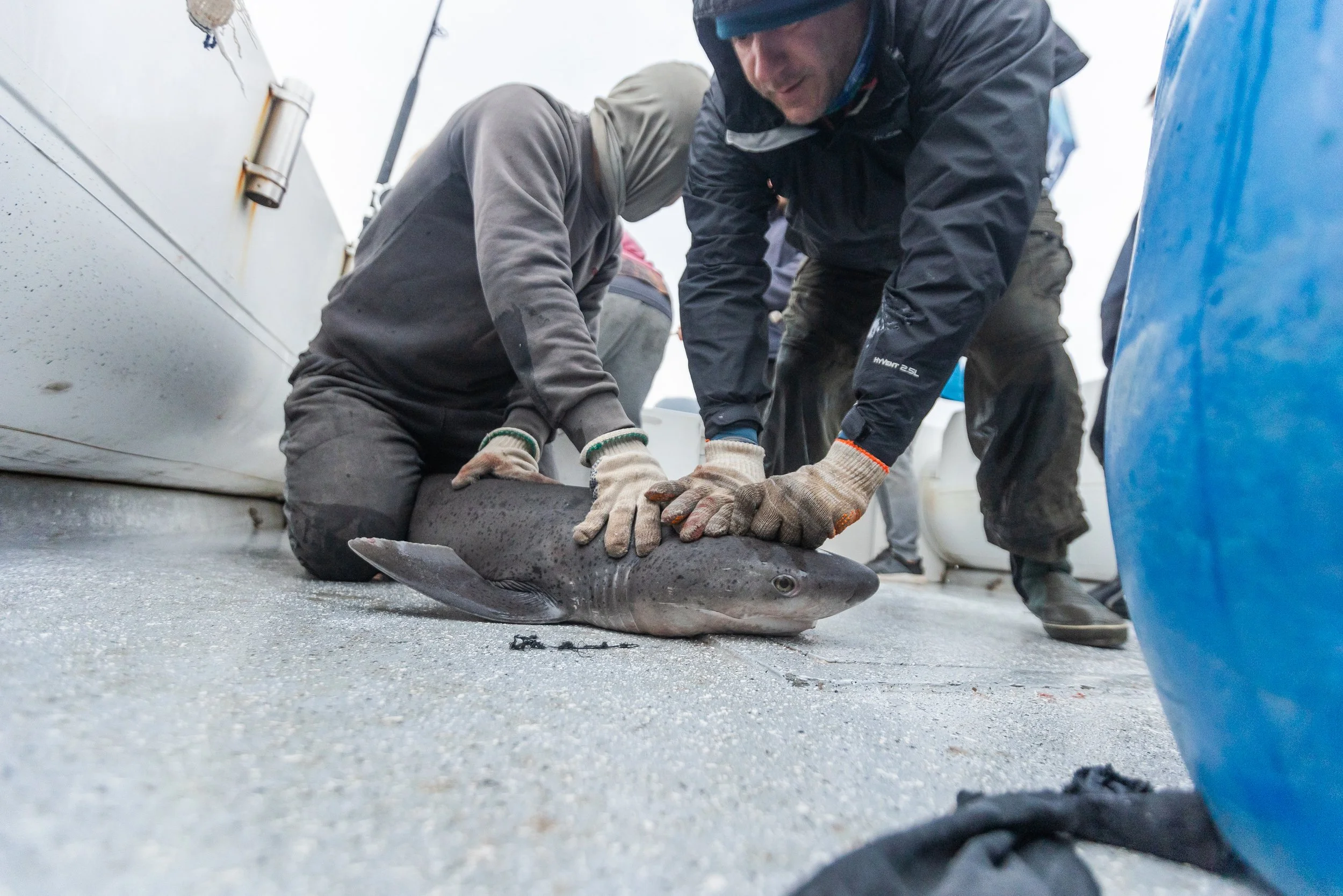 WCS San Blas Sharks-24.jpg