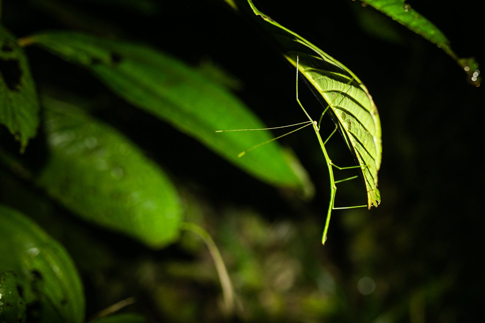 Being hard to see is a strategy that is hard to beat in the Amazon Rainforest. Phasmatodea, stick insects, or walking sticks, have evolved to make use of the most abundant camouflage in the forest; twigs and leaves.