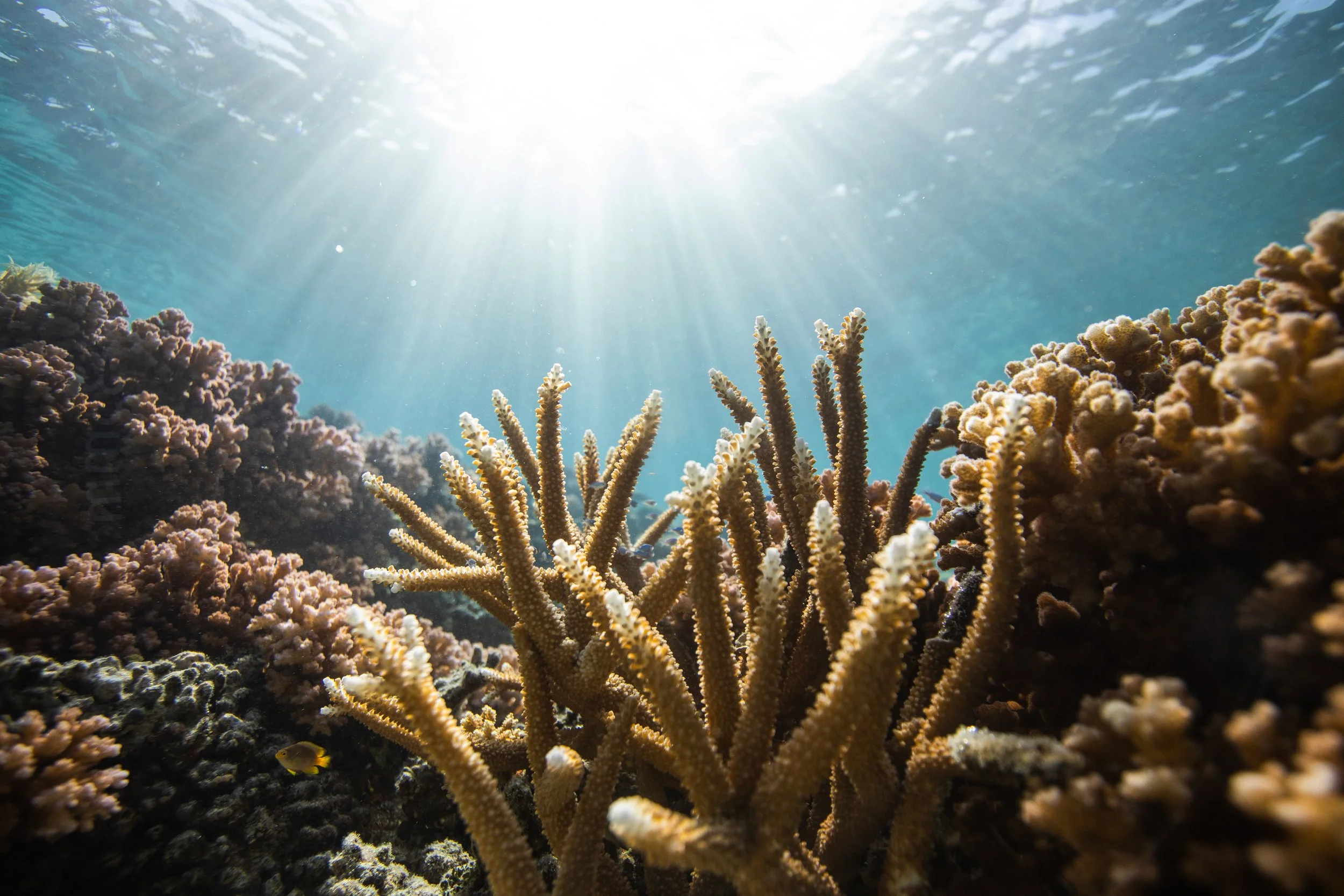 Fiji high-res-36.jpg