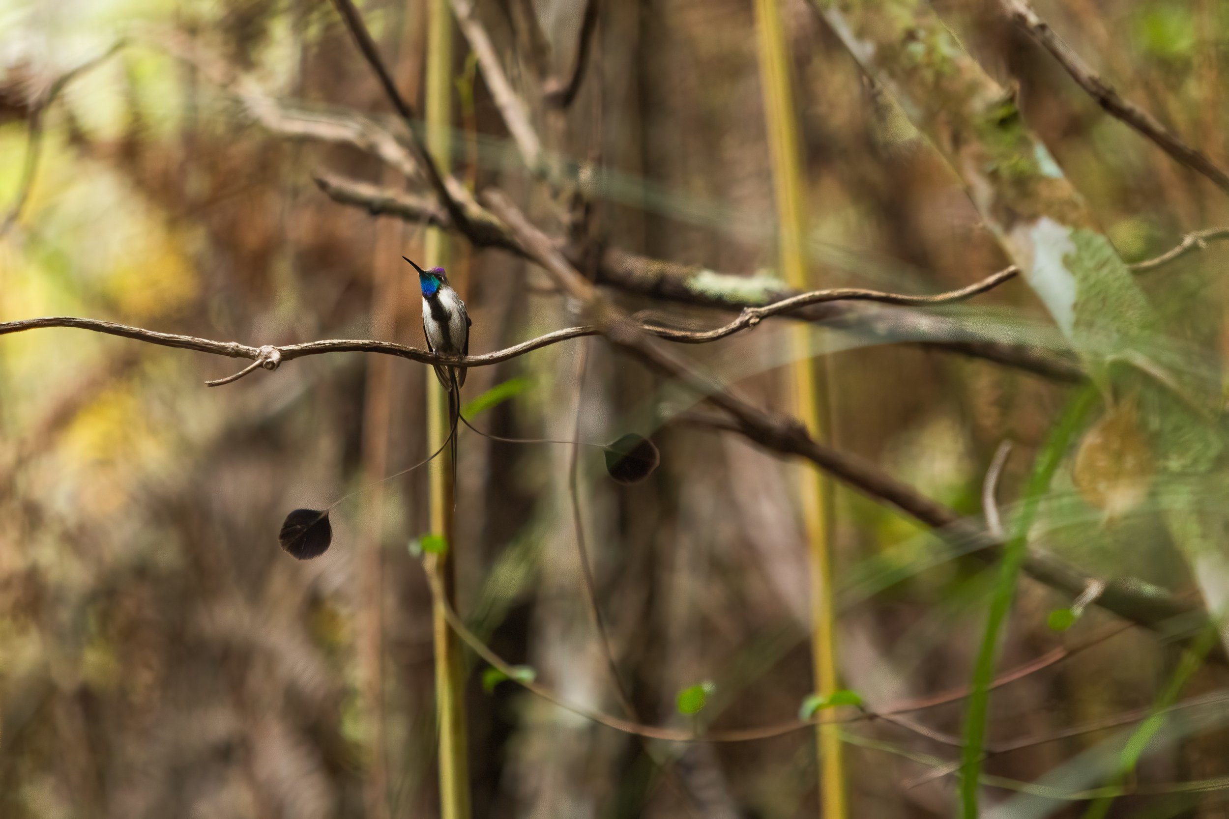 Spatuletail 2000 test-6-2.jpg