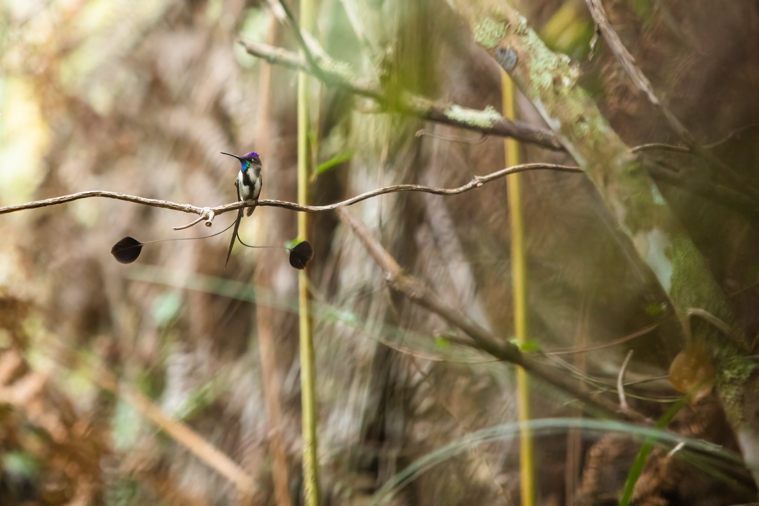 Marvelous Spatuletail, male