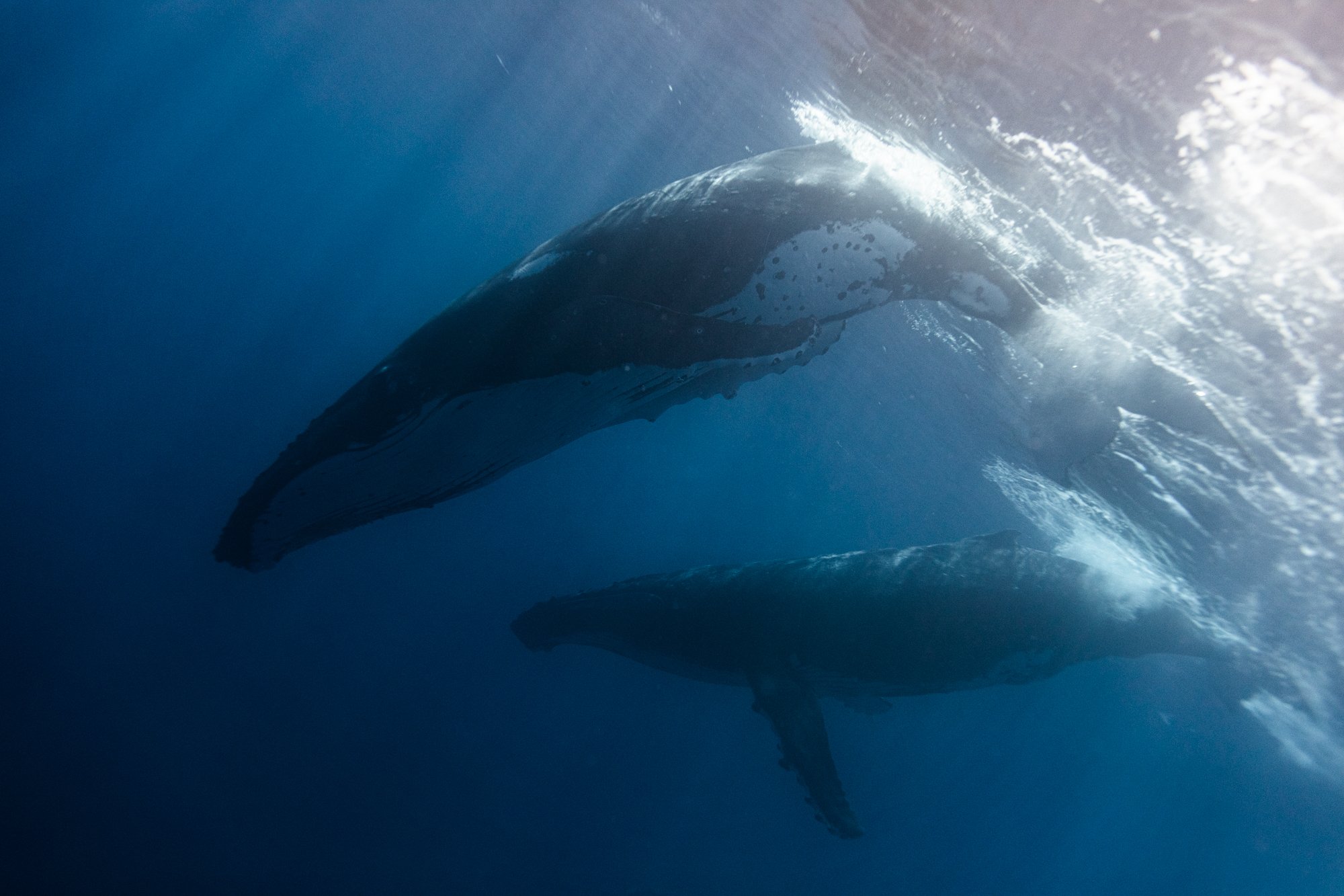 whales project-17.jpg