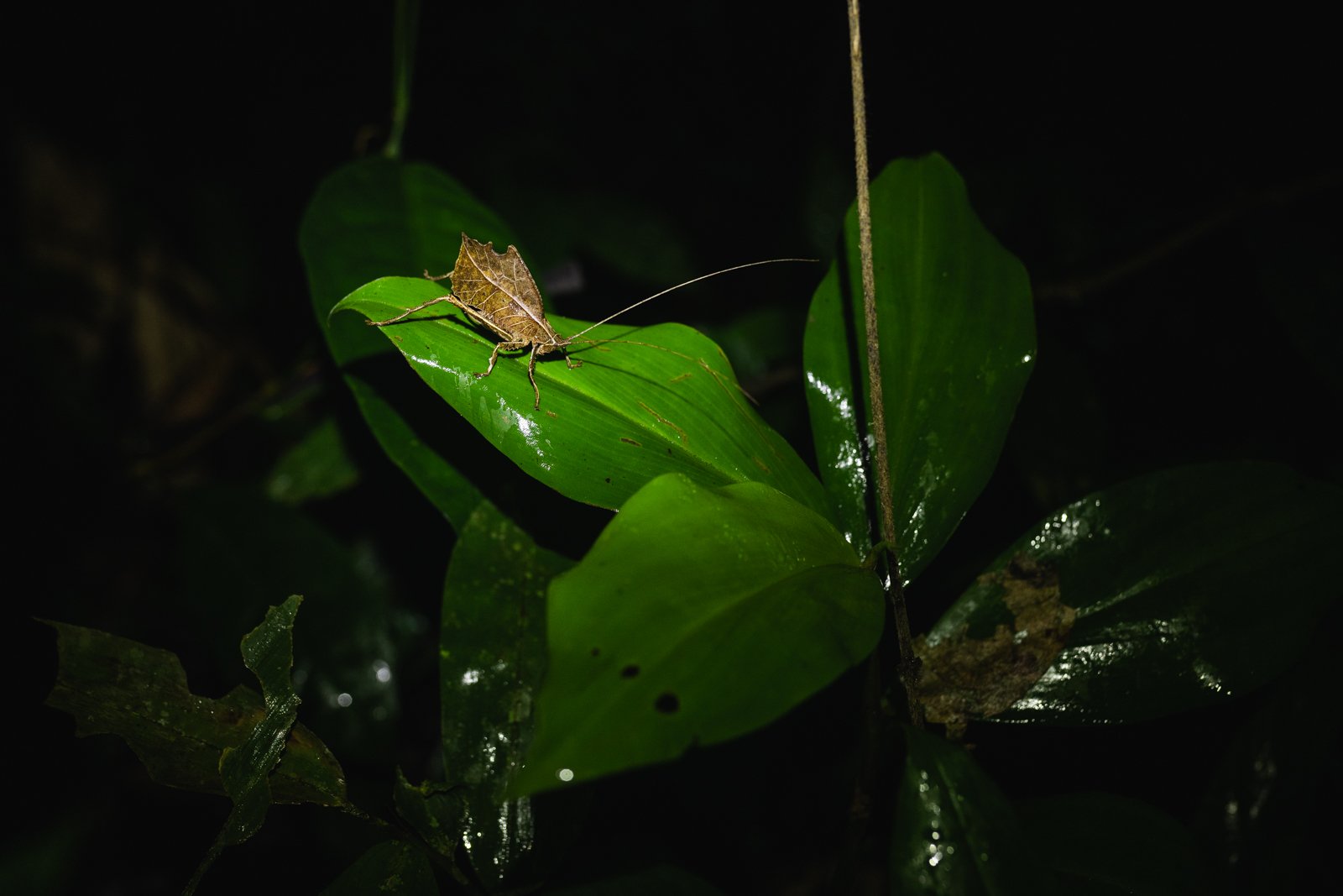 A leaf katydid doing its best leaf impression. With almost 400 billion trees in the Amazon, looking like just another leaf can be the difference between life and death.