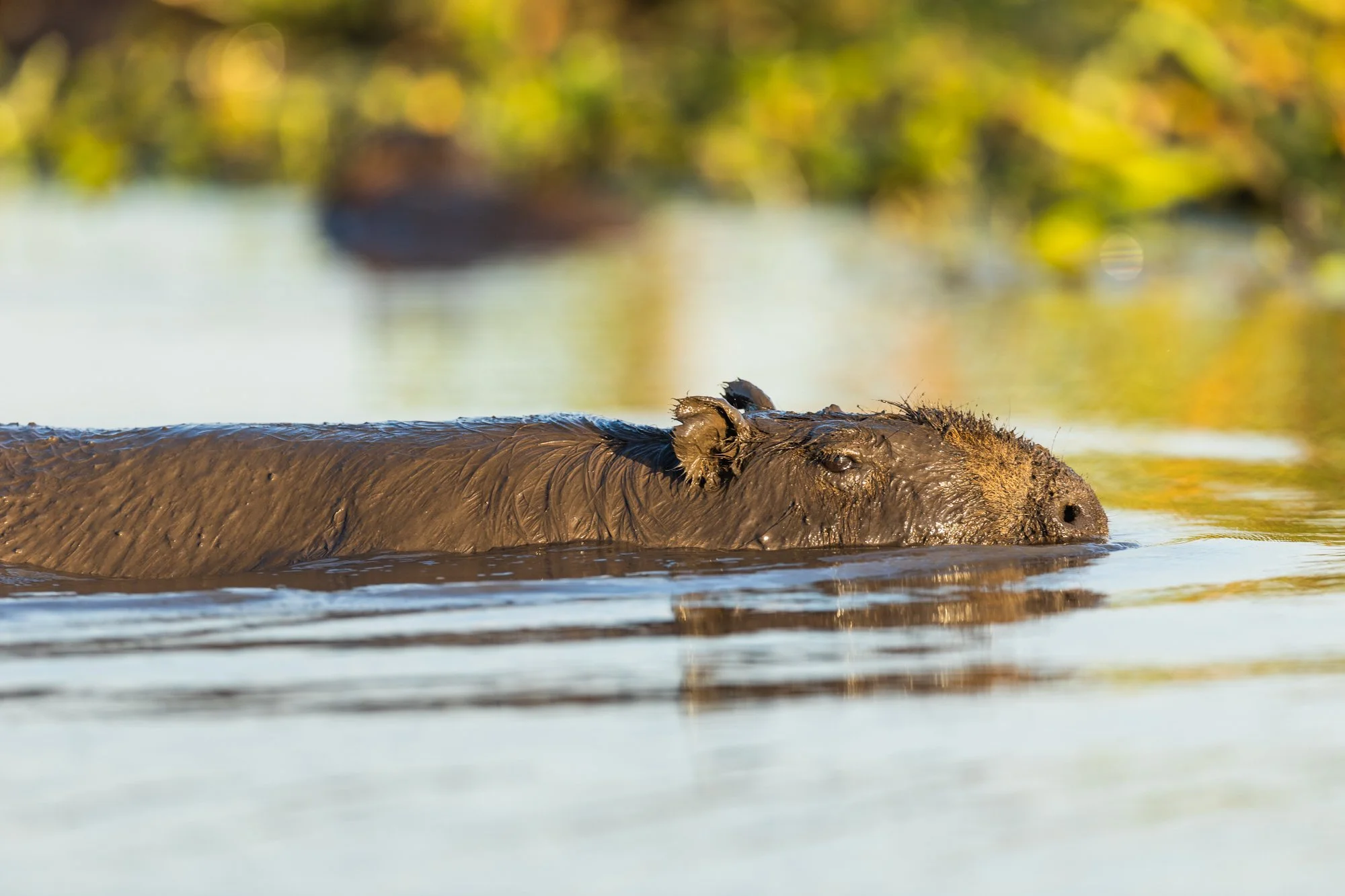 esteros del ibera-5.jpg