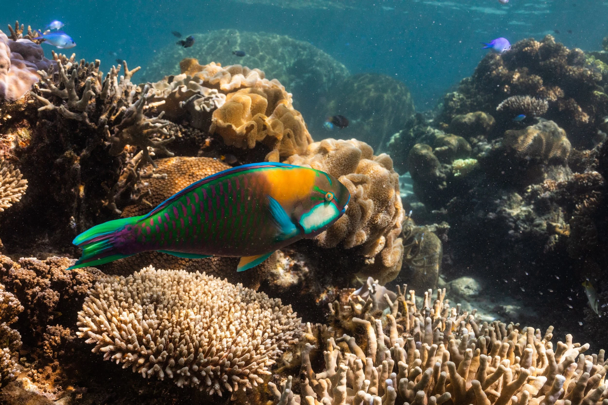 Fiji high-res-495.jpg