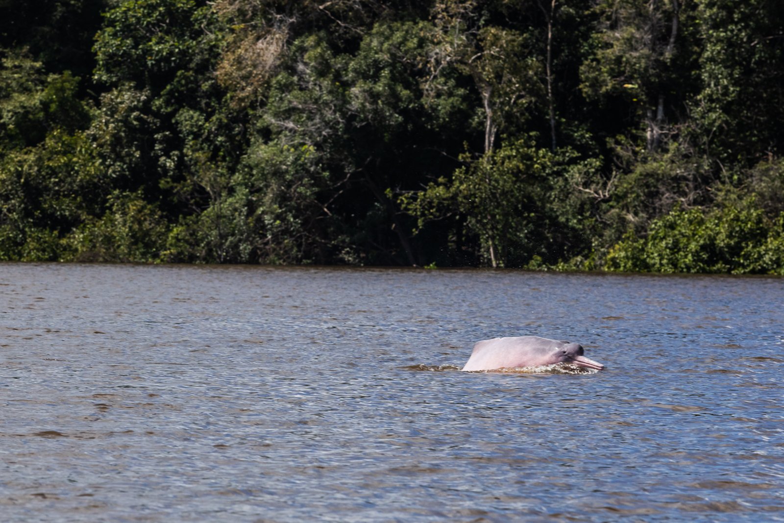 Pink river dolphins, unlike their oceanic relatives have an unfused vertebra, longer beaks and smaller but more prominent heads, allowing them to navigate and weave through rooted and tangled waterways. Their diets are the most varied of all dolphins
