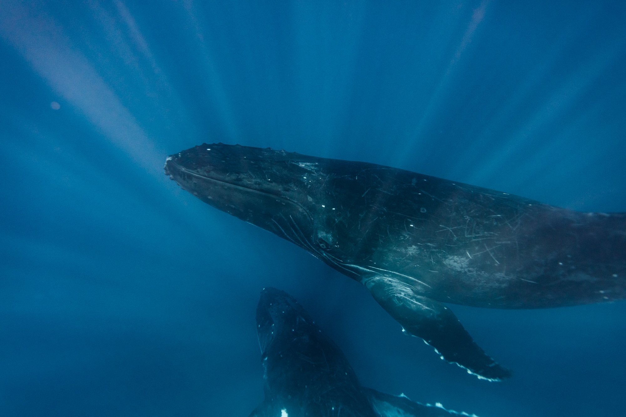 whales project-4.jpg
