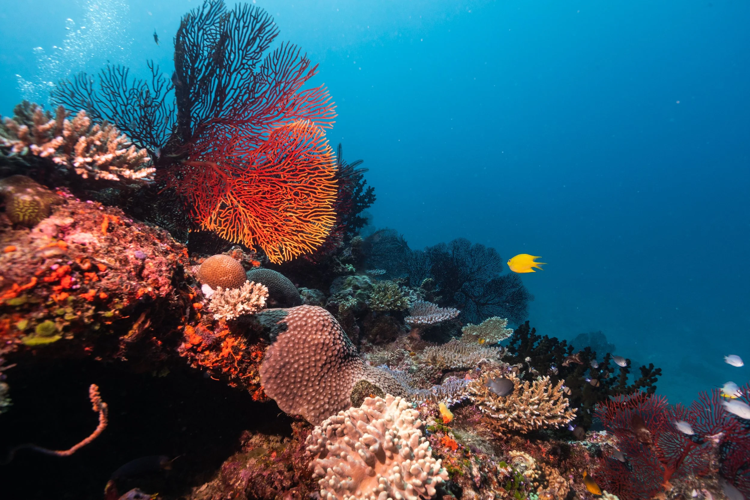 Fiji high-res-311.jpg