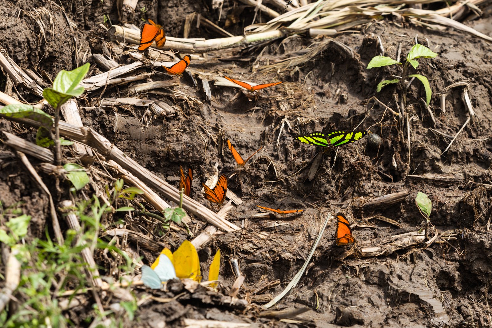 More than 1,500 species of butterfly call the Amazon home and those are merely the ones scientists have identified. Amazonia is considered one of the highest priorities for butterfly inventory with the idea many more aren't described or even discover