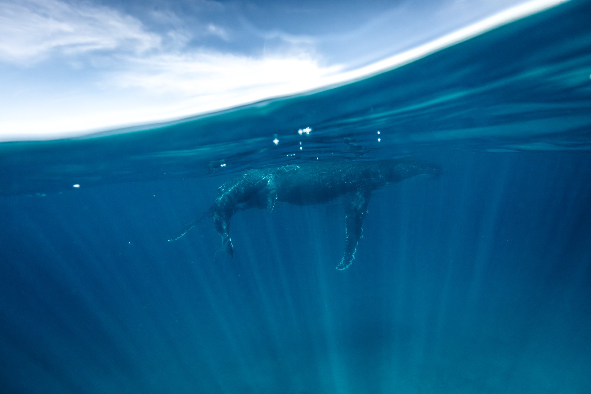 whales samples-1-30.jpg