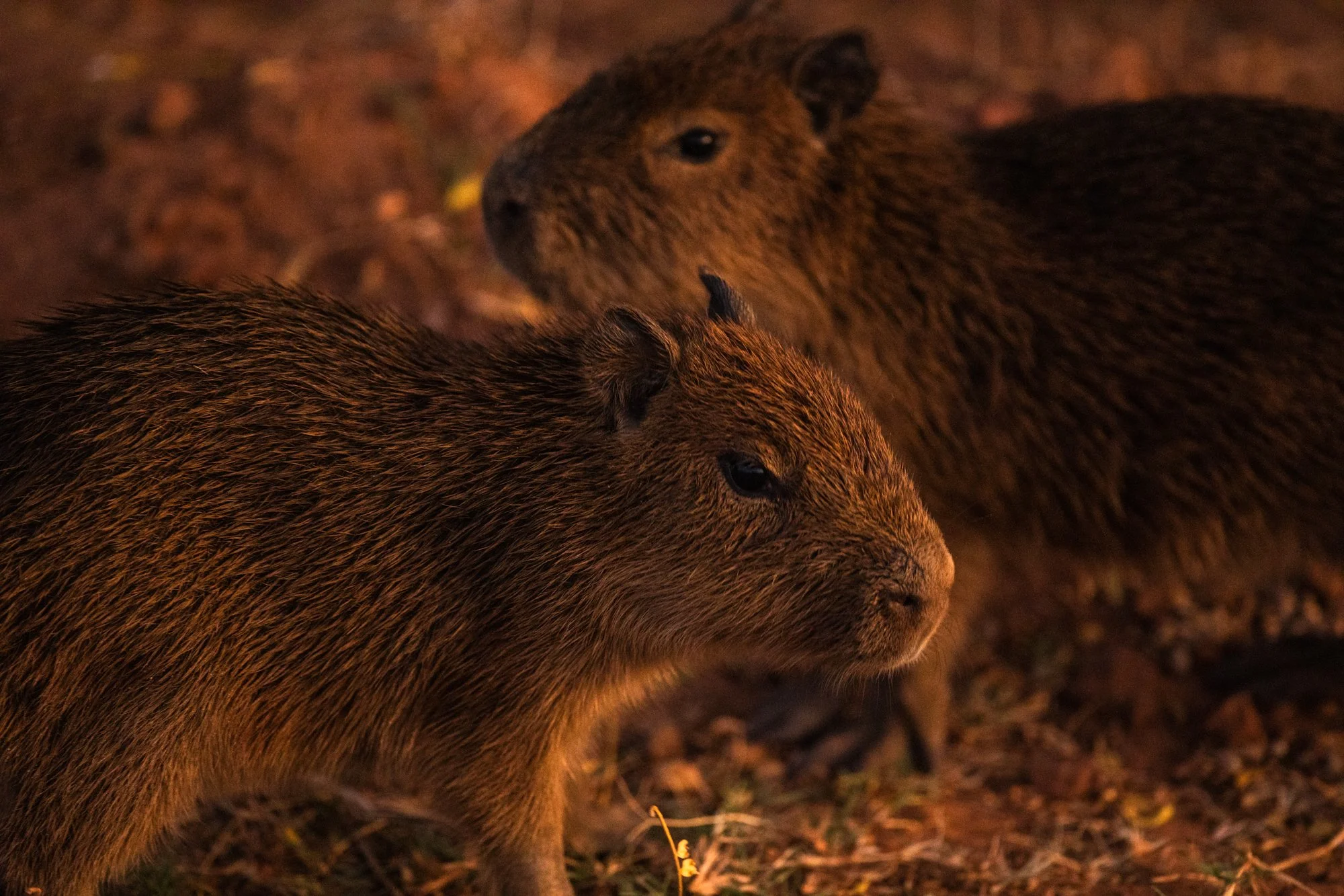 esteros del ibera best-18.jpg