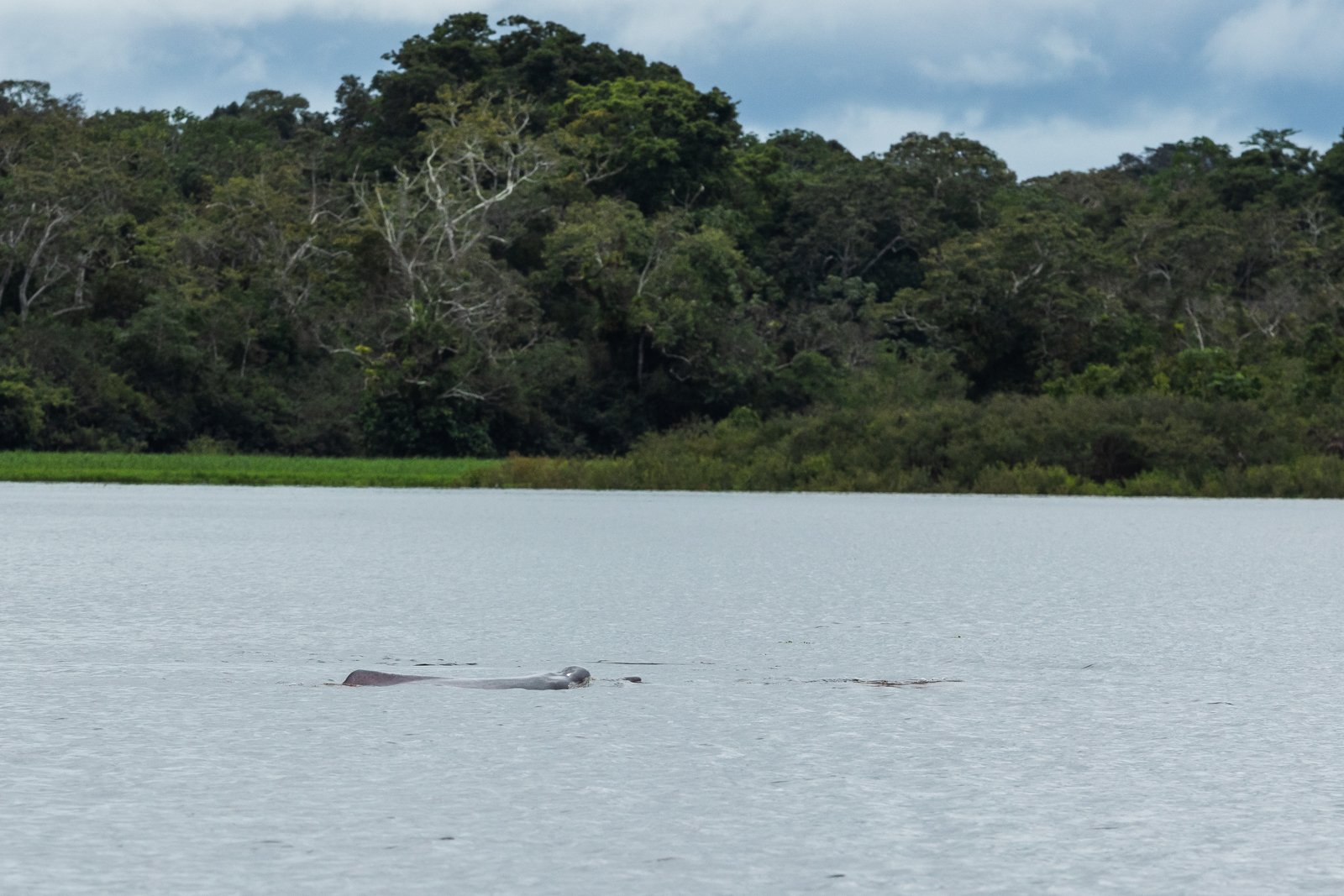 Two pink river dolphins, delfines rosados, or botos surface for air.