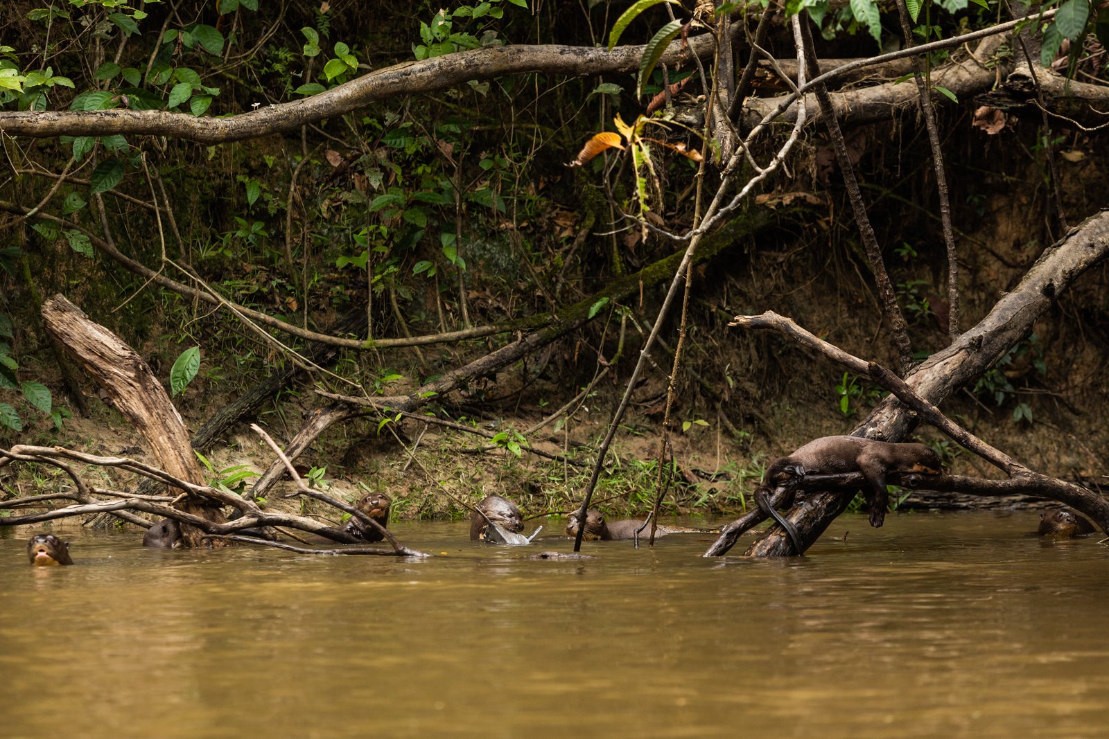 Giant river otters can reach almost 2 meters and are actually the longest member of the weasel family, Mustelidae. Amazon giant river otters were listed as endangered in 1999 and in the wild their population is estimated at less than 5,000.