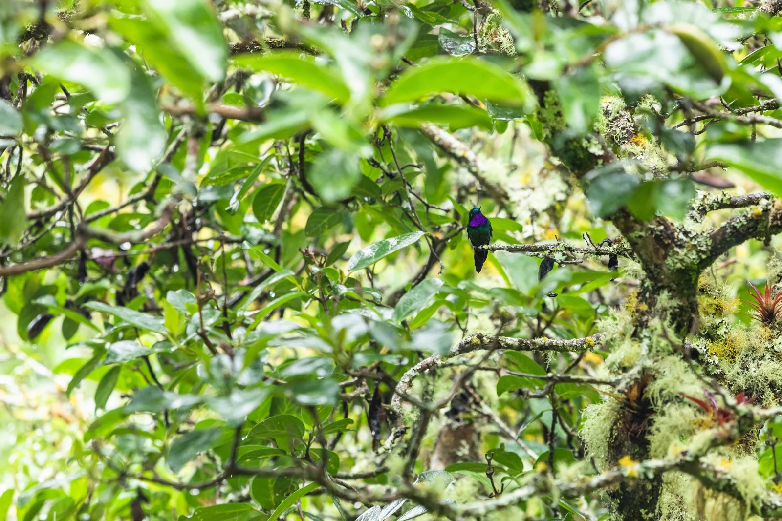 Purple-Throated Sunangel