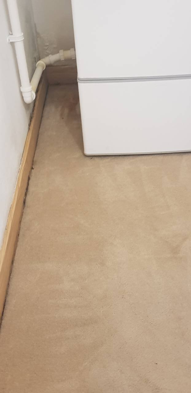carpet+in+Kensigton+is+clean.jpg