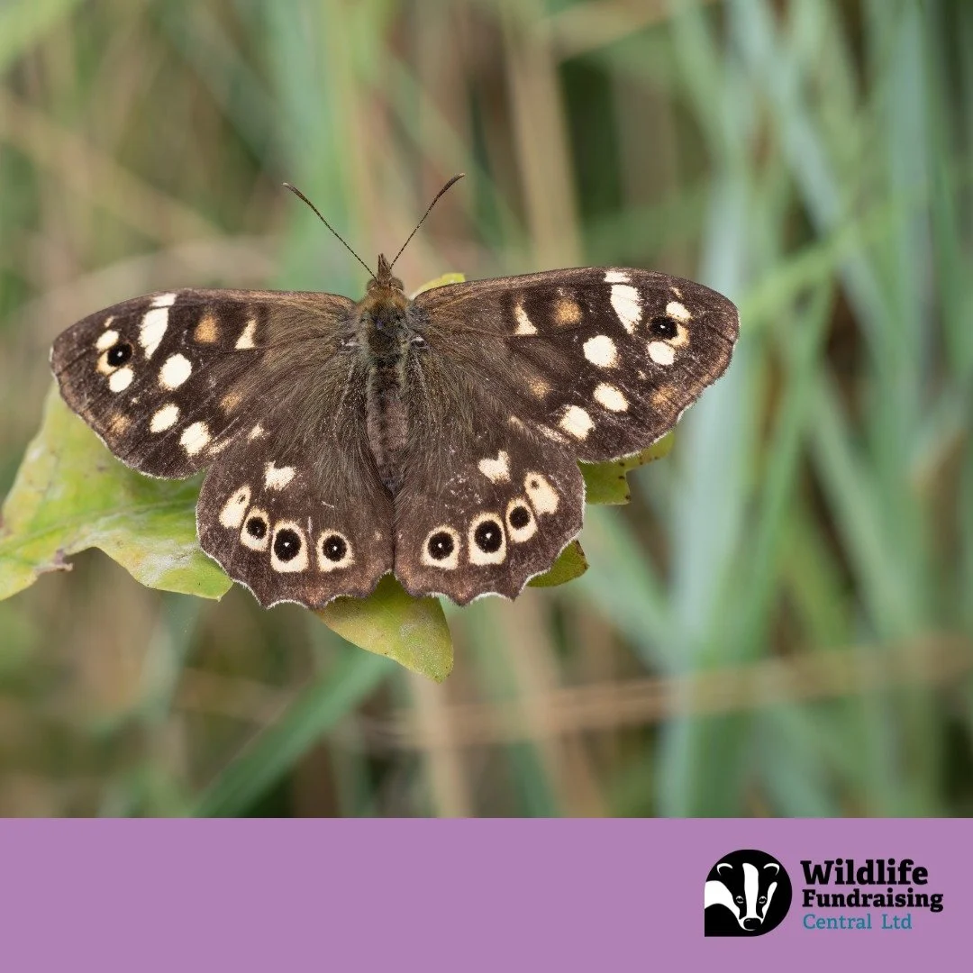 π¦ Species Spotlight: Speckled Wood Butterfly
Dancing through dappled woodland paths and hedgerows, the Speckled Wood Butterfly is a September favourite across our Wildlife Trust regions. Its earthy tones and sun-loving habits make it a subtle but b