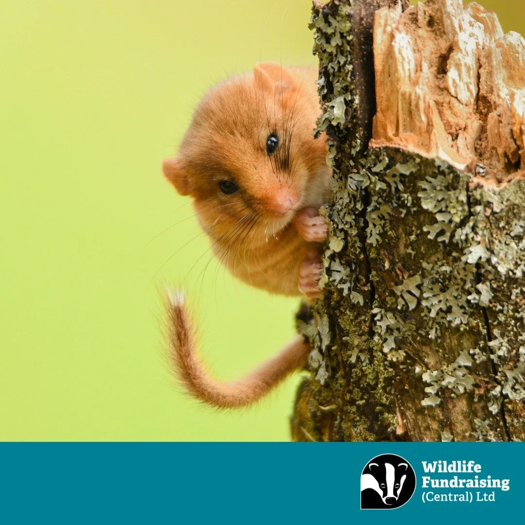 π Species Spotlight: Hazel Dormouse (Muscardinus avellanarius)
As autumn deepens, the elusive Hazel Dormouse is busy preparing for hibernation. These tiny, golden-furred mammals feast on hazelnuts, berries, and insects to build up fat reserves befo