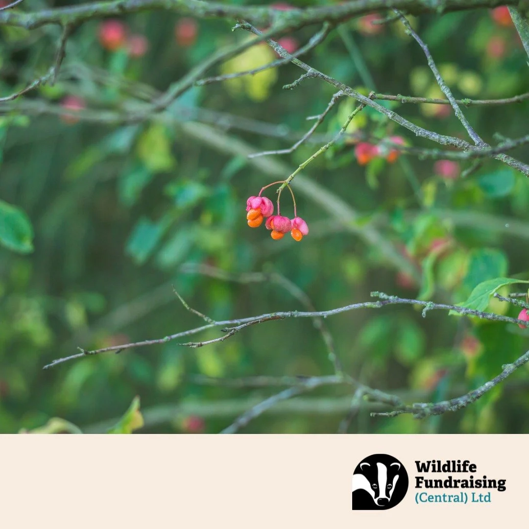 πΈ Species Spotlight: Spindle Tree (Euonymus europaeus)
With its vivid pink and orange fruits, the Spindle Tree brings a splash of colour to hedgerows in early autumn. While its berries are toxic to humans, they’re a vital food source for bird