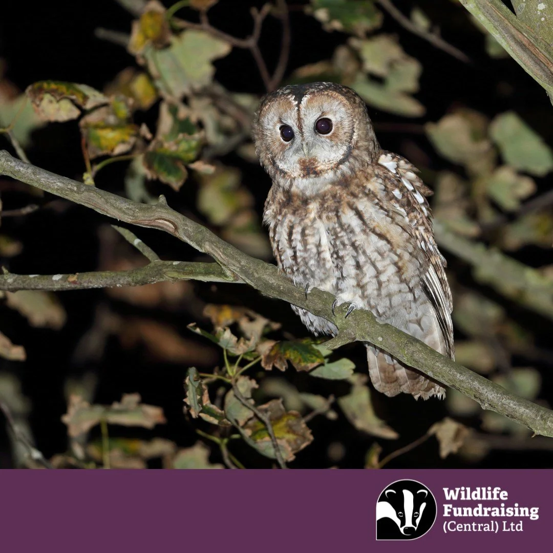 🦉 Species Spotlight: Tawny Owl

As the nights draw in and Halloween approaches, the eerie call of the Tawny Owl echoes through our woodlands. Known for its haunting &ldquo;twit-twoo&rdquo; duet, this nocturnal hunter is a master of stealth, blending